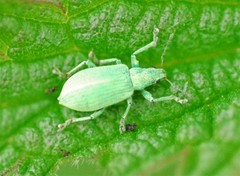 Polydrusus planifrons