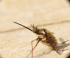 Bombylius medius