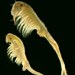 Fairy Shrimps - Photo (c) dr.scott.mills, some rights reserved (CC BY-SA), uploaded by dr.scott.mills