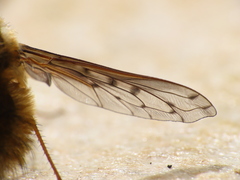 Bombylius medius