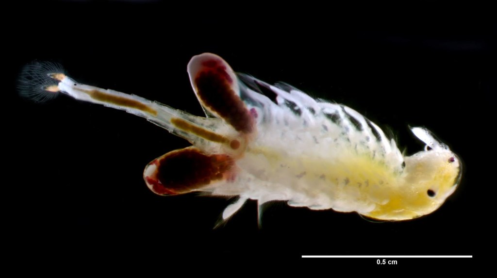 Branchipodidae