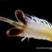 Branchipodidae - Photo (c) dr.scott.mills, some rights reserved (CC BY-SA), uploaded by dr.scott.mills
