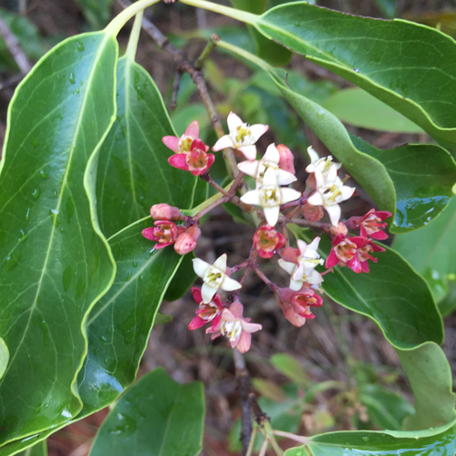 Santalum freycinetianum
