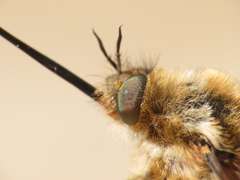 Bombylius medius