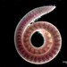 Catworms - Photo (c) dr.scott.mills, some rights reserved (CC BY-SA), uploaded by Scott Mills