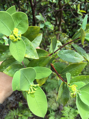 Wikstroemia oahuensis