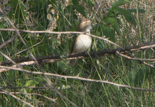 Booted Warbler (Iduna caligata), photo 7