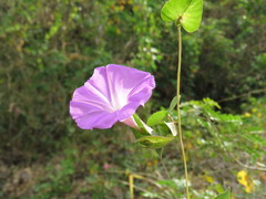Ipomoea suffulta
