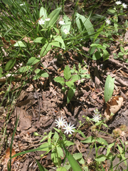 Stellaria pubera