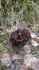 Gyromitra esculenta