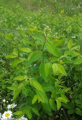 Apocynum × floribundum