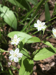 Stellaria pubera