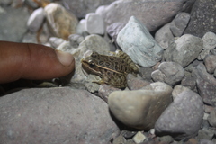 Lithobates magnaocularis