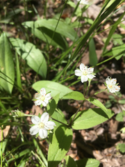Stellaria pubera