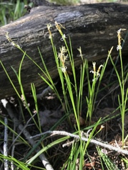 Carex geyeri