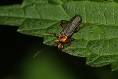 Cantharis nigricans