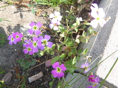 Malcolmia maritima