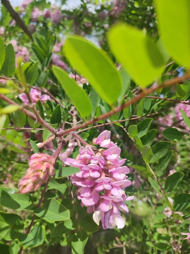 Image of Robinia viscosa by (c) xulescu_g, some rights reserved (CC BY-SA)