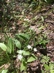 Stellaria pubera