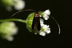 Cauchas rufimitrella