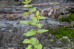 Eupatorium rotundifolium