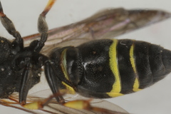 Ancistrocerus trifasciatus