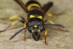 Ancistrocerus trifasciatus