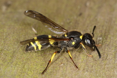 Ancistrocerus trifasciatus