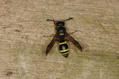 Ancistrocerus trifasciatus