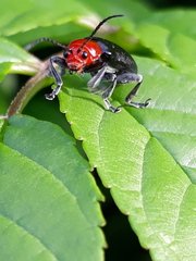 Cacoscelis nigripennis