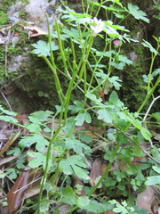 Cardamine graeca