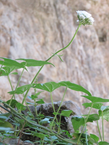 Image of Valeriana asarifolia by (c) Ronald Flipphi, some rights reserved (CC BY-SA)