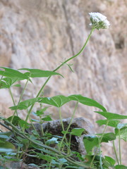 Valeriana asarifolia
