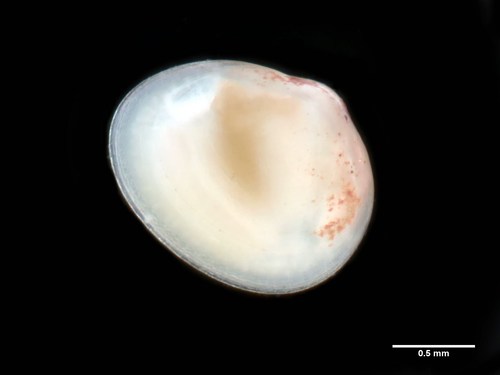 Arthritica semen