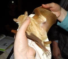 Epomophorus crypturus