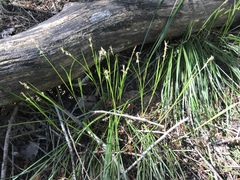 Carex geyeri