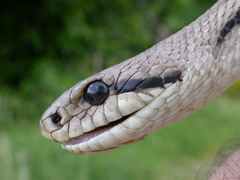 Elaphe quatuorlineata