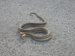 Elaphe quatuorlineata