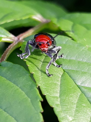 Cacoscelis nigripennis