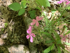 Silene caroliniana