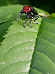 Cacoscelis nigripennis