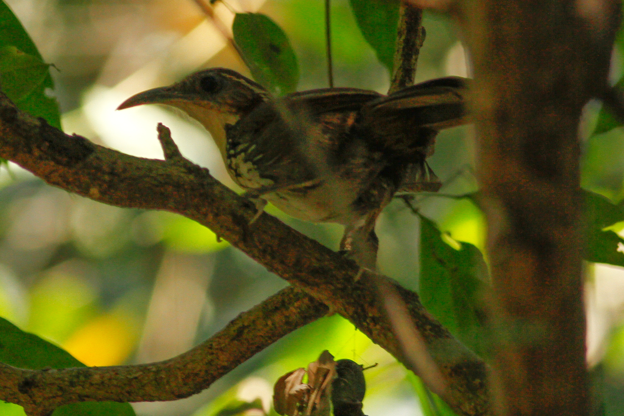 Large Scimitar Babbler