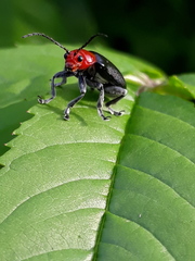 Cacoscelis nigripennis