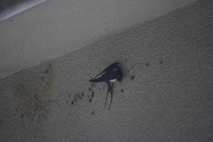 Hirundo rustica gutturalis