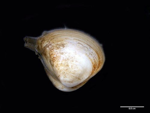 Spisula trigonella