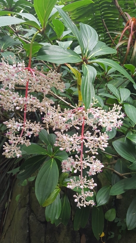 Medinilla cumingii