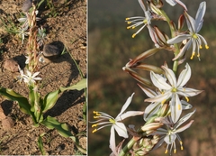 Chlorophytum triflorum