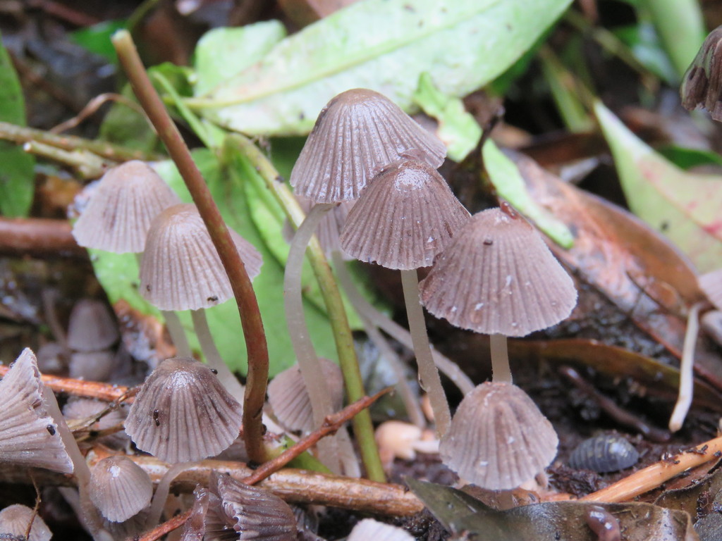 Coprinellus disseminatus · May 2019 · photo: © nicoolejnik (iNaturalist, cc-by)