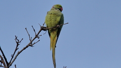 Psittacula krameri