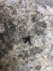 Synanthedon bibionipennis